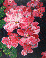 wild rose